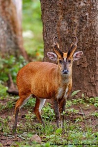 Barking Deer