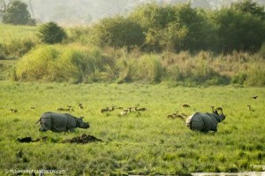 best time to visit kaziranga national park