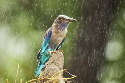kaziranga national park closing dates