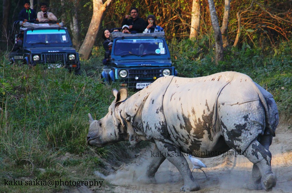 The Great Indian Rhino in Kaziranga. Photo by Kaku Saikia