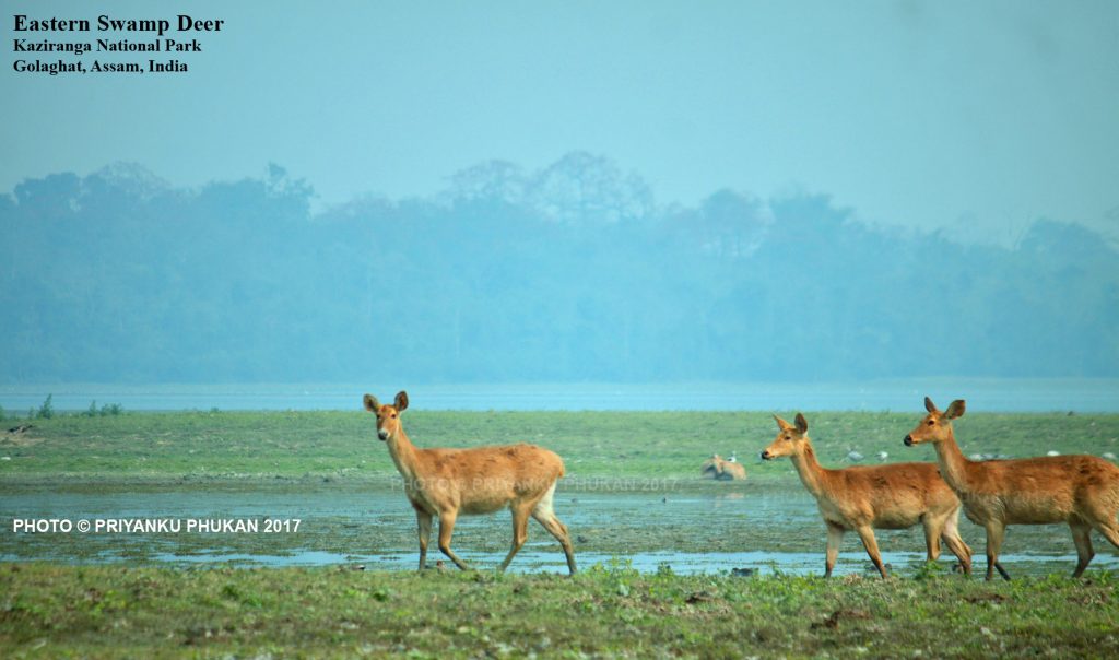 Kaziranga National Park opening date 2017