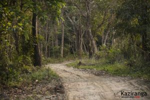 kaziranga national park road condition