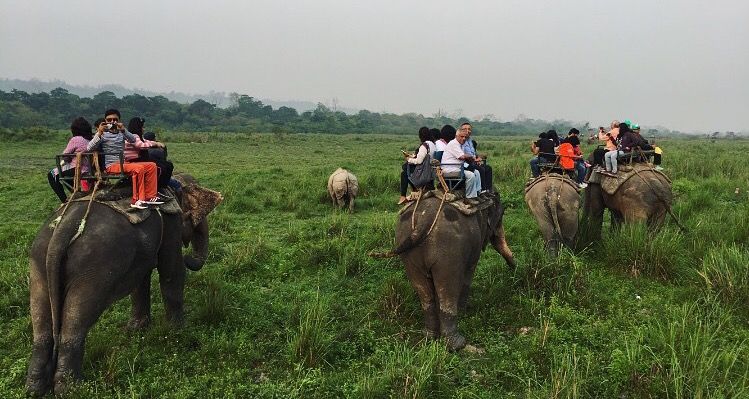 kaziranga-elephant-safari-instant-book