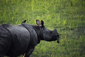 kaziranga-wildlife-safari-tour