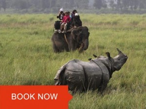 jungle safari in kaziranga national park