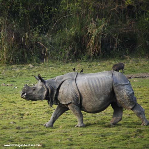 kaziranga national park opening date 2020