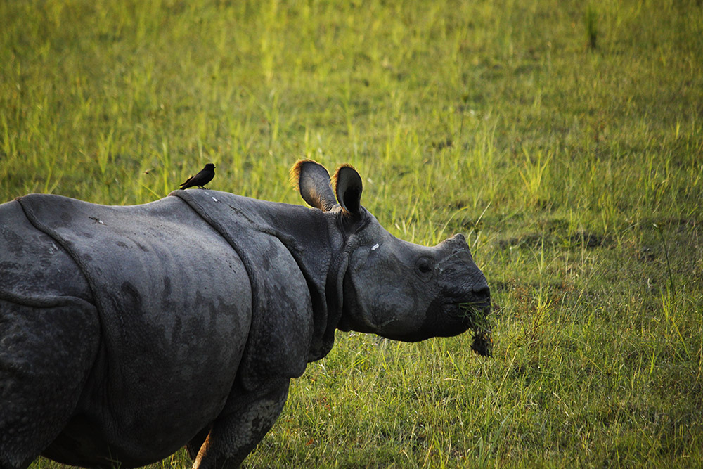 kaziranga national park opening dates 2019