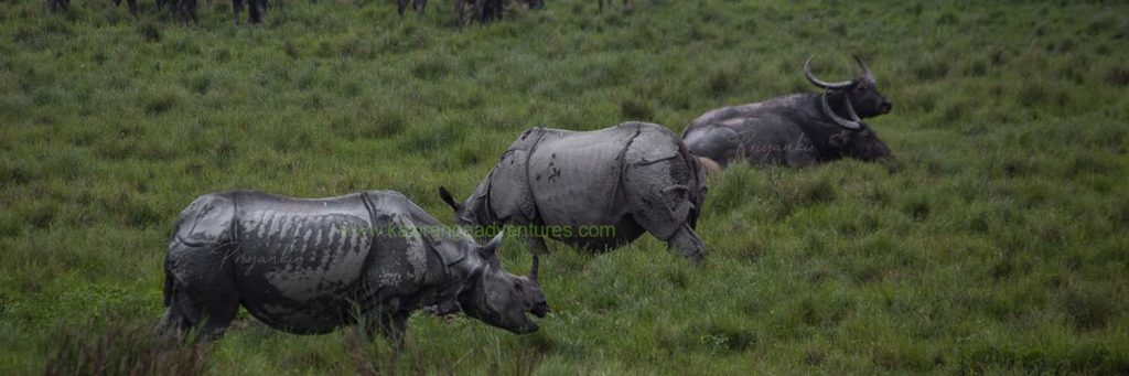 kaziranga-national-park-opening-date-2020