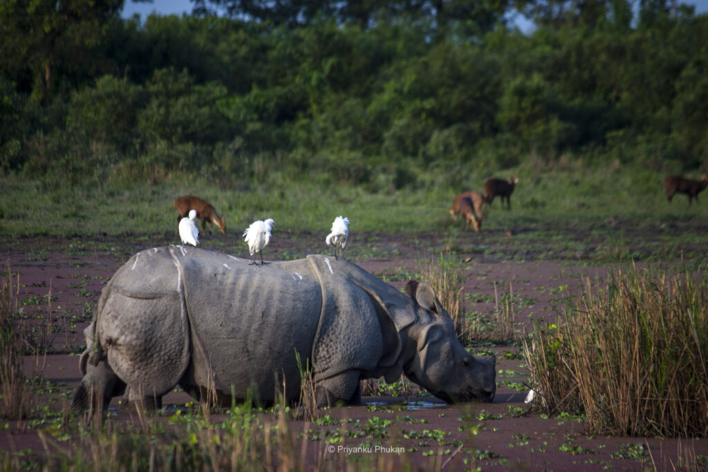 kaziranga national park 2021 opening dates