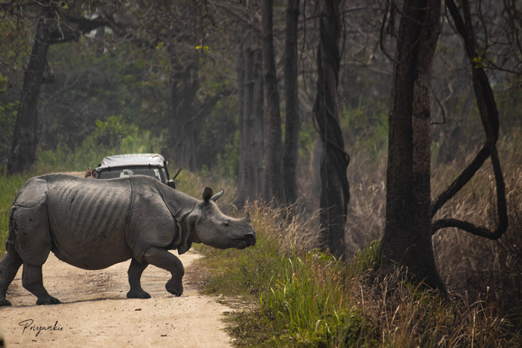 kaziranga tour package